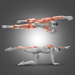 3D male figure in alternate arm/leg raise pose - obrazy, fototapety, plakaty