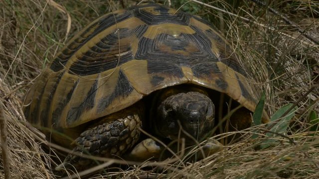 Turtle in nature 4K UHD 2160p close up footage - Tortoise natural outdoor 3840X2160 UHD video