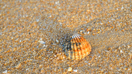 Acanthocardia tuberculata shell with sand as background, style top side view flat lay