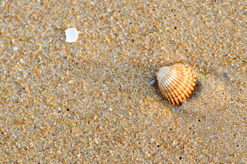Acanthocardia tuberculata shell with sand as background, style top side view flat lay