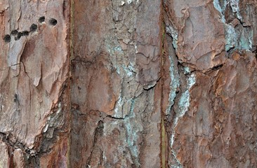 Wood bark boards create abstract rustic background.  Natural wood pallets for wall or fence.