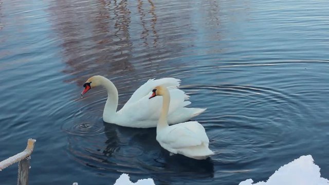 Two white swans near snow covered riverbank. Closeup. Swans couple in winter lake. White swans on water. White swans swimming on lake. Snow on river bank. Snow on river bank. Winter scene