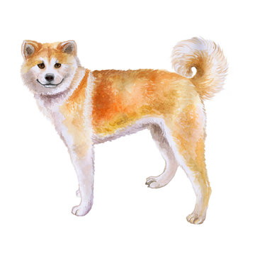 Watrcolor portrait of Akita inu dog