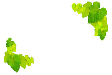 leafs isolated on white background