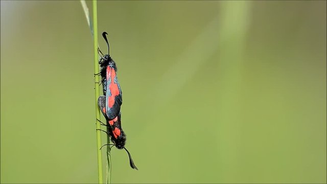 Narrow-bordered five-spot burnet moths (Zygaena lonicerae) mating. A pair of moths in the family Zygaenidae in cop on grass, with confluent and normal forms
