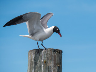 Gull landing on a pole