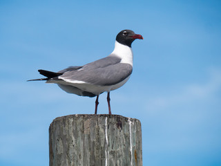 Gull observing from a pole