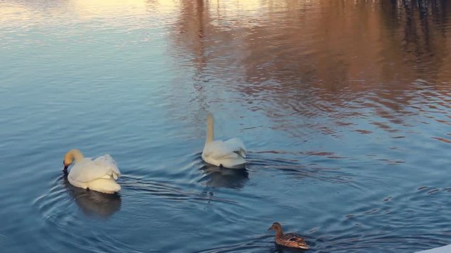 White swans in sunlight. Swans and ducks swimming in lake. Swan on blue water. Water birds swimming in lake. Reflections of tree on water. Swimming birds. Waterfowl birds in winter
