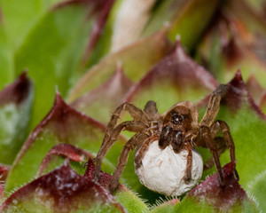 Wolf Spider With Egg Sack