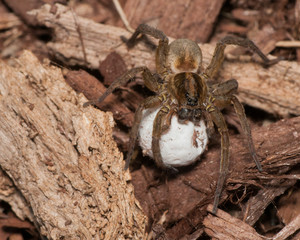 Wolf Spider With Egg Sack