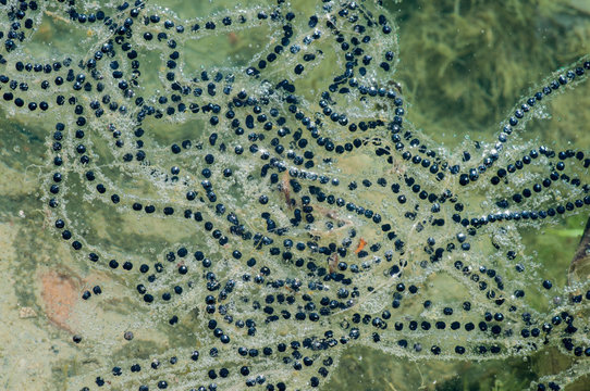 Frog Eggs In A Pond