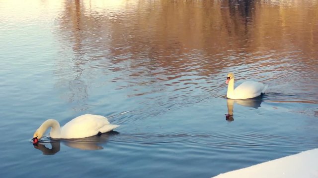 Graceful swans floating on water. White swans swimming on water with beautiful reflections. Swan on blue water. White birds on river. White swans on water. Swan couple. Swimming birds