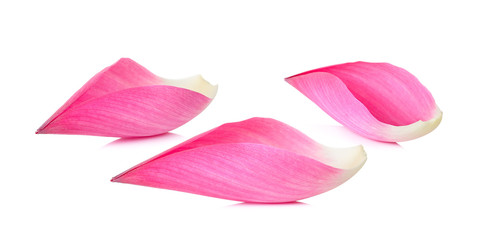 lotus petal isolated on the white background