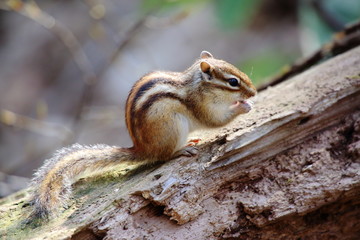 シマリス