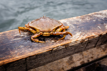 Crab on a pier rail