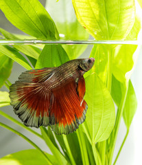 abstract  fighting fish in a natura