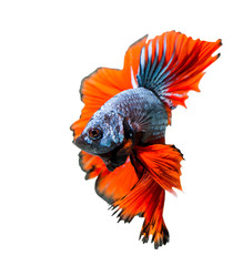 macro moving fighting fish