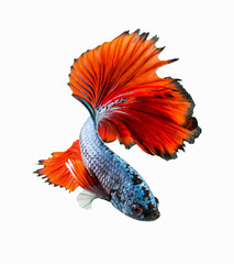 Movement  tail of red siamese fighting fish