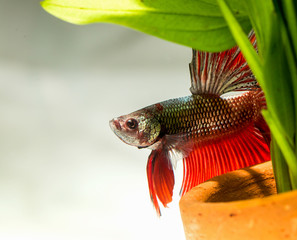 siamese fighting fish