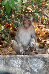 A cute long tailed macaque monkey in a tropical forest at Chonburi, Thailand.
