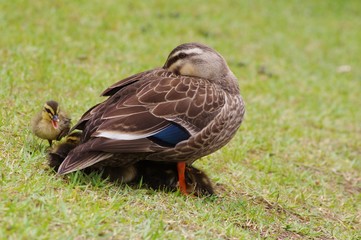 FAMILY spot-billed duck　カルガモの育児