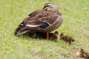 FAMILY spot-billed duck　カルガモ親子