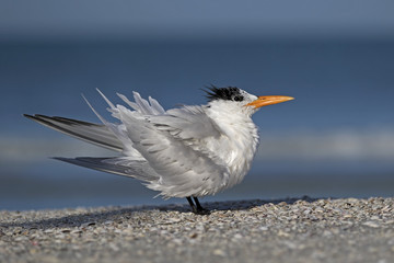 Royal Tern (Sterna maxima) shaking off water after diving into the Gulf of Mexico.
