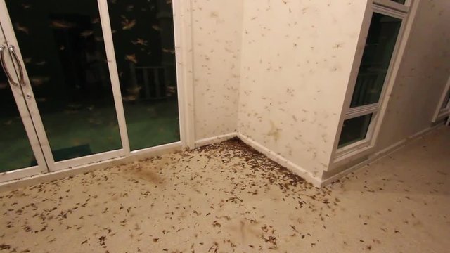 termites on the ground of the house