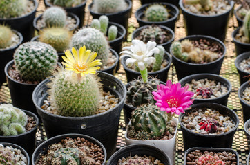 Blooming flower cactus