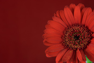 Close up of red gerbera flower