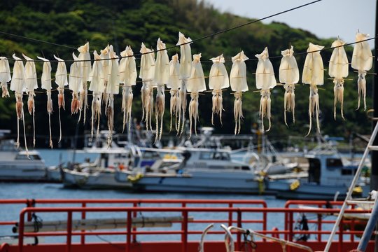 呼子港のイカ
