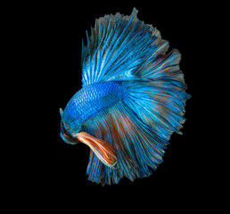 blue Betta fish, siamese fighting fish