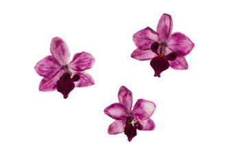 Fototapeta na wymiar Pressed and dried flower orchid.