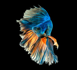 movement  of siamese fighting fish