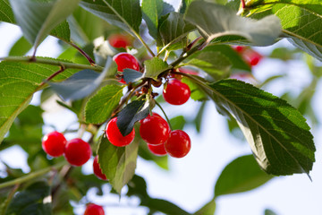 Berries cherries on a branch