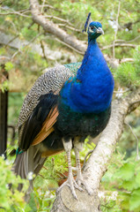 The Peacock in Foreground / The peacock in the foreground shows the vivid colors of the feathers.