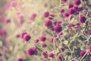 Globe amaranth