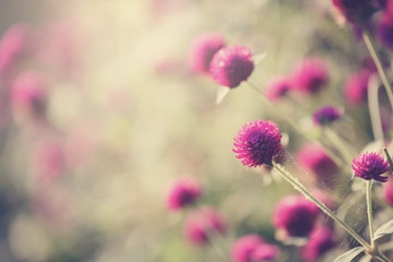 Globe amaranth