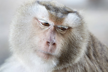 Portrait monkey