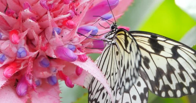 4K Beautiful Baird's Swallowtail Drinking from Exotic Flower