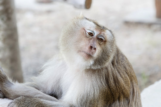 Portrait monkey
