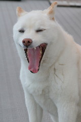 Obraz na płótnie Canvas japanese shiba-inu dog
