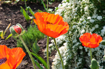 Flowers are red poppies