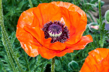 Flowers are red poppies