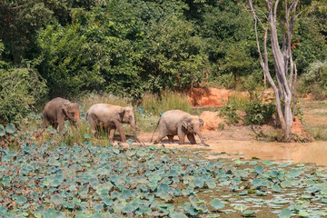 Young Asian elephants bathing, movement