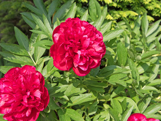 Pfingstrosen, Paeonia