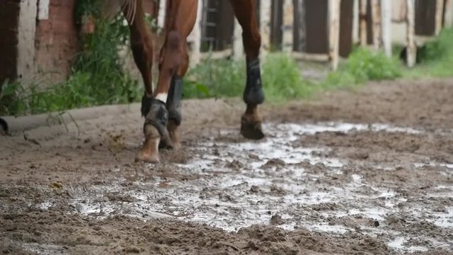 Feet of horse running on mud. Slow mo
