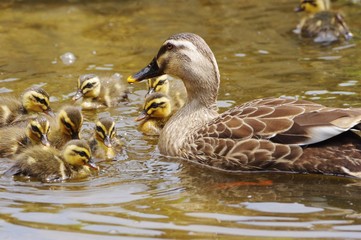 happy family circle, spot-billed duck　カルガモ親子