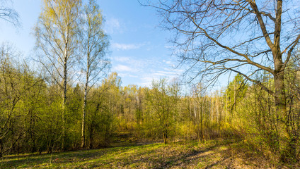 Fototapeta premium Early morning