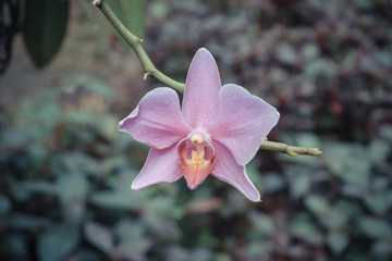 Beautiful Purple Orchids Flower